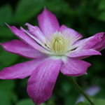 Pink Clematis Blossom 3