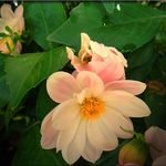 Pink Dahlia