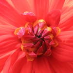Pink Flower