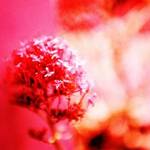 Pink Flower