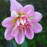 pink flower