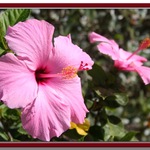 Pink Hibiscus
