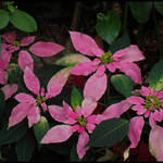 Pink Poinsettia