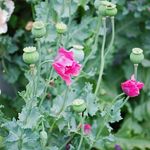 Pink Poppies