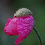 Pink Poppy