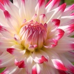 Pink Tipped Dahlia Halifax