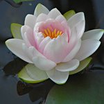 Pink waterlily