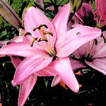 Pink Lilly