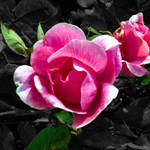 Pink Rose