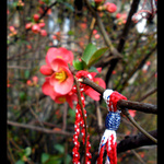 Pinks spring