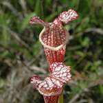 Pitcher Plants