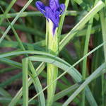 Early Spring