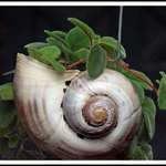 Shell Planter