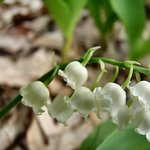 Lily of the valley