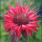 Bee Balm