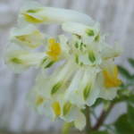 Cream Flowers