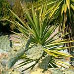 Desert Evergreen