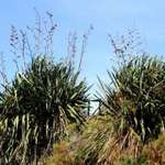 Flax
