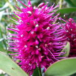 Pink Hebe