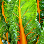 Plant Life