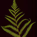 Native Fern