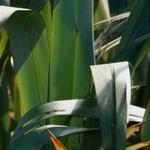 flax leaves