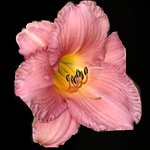 Lily