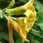 Daylily