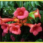 Trumpet Vine