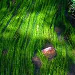 Moss 1