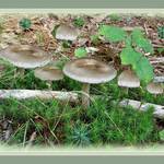 Mushrooms