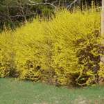 Spring Yellow