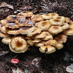 Shrooms