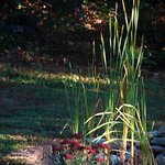 Sunlit Cattails