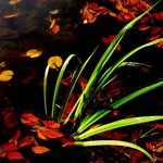 Pond Foliage