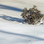 Mountain Laurel