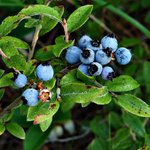 Wild Blueberries