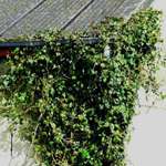 Creeping Ivy