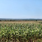 Corn fields