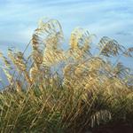 Toitoi