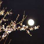 Plum Blossom Moon