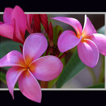 Plumeria