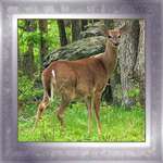 Pregnant Doe in the Pocanos