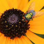Pollinator