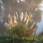 Misty Morning