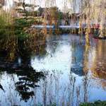 Pond thru Weeping Willow Fronds