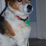 pongo pup