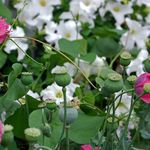 Poppies Amoung the Patunias