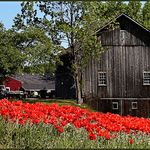 Poppy Patch