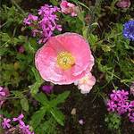 poppy